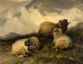 Bergschapen (ochtendmist trekt op)